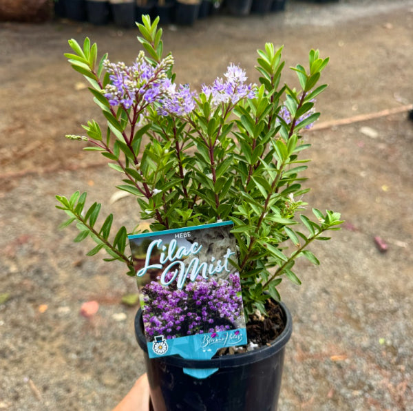 Hebe Lilac Mist