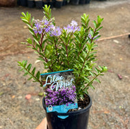 Hebe Lilac Mist