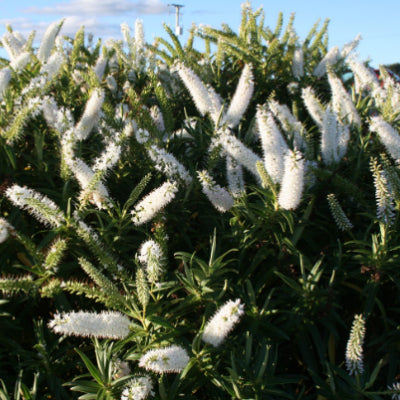 Hebe brachysiphon Snowdrift