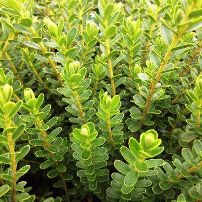 Hebe speciosa Wiri Cloud
