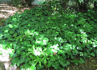 Hedera canariensis