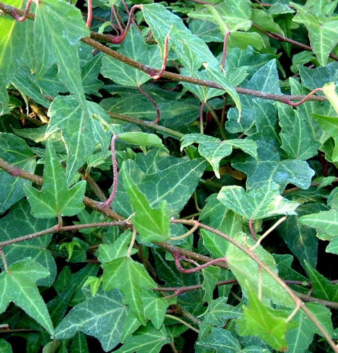 Hedera helix