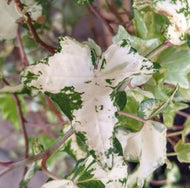 Hedera helix Camouflage Ivy