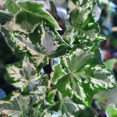 Hedera helix Camouflage Ivy