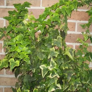 Hedera helix Hahns Ivy