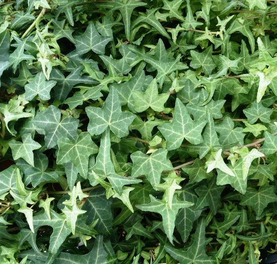 Hedera helix Pittsburgh Ivy