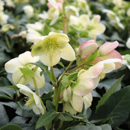 Helleborus Gold Collection rtm Ice Breaker Max
