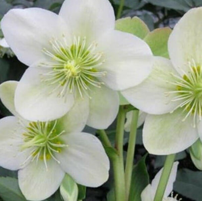 Helleborus Gold Collection® Ice Breaker Max