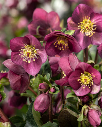 Helleborus Gold Collection rtm Ice Breaker Ruby