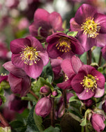 Helleborus Gold Collection rtm Ice Breaker Ruby