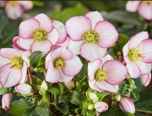 Helleborus Ice N Roses Picotee