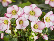 Helleborus Ice N Roses Picotee