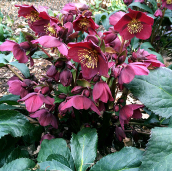 Helleborus Ice N Roses Red