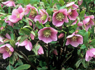 Helleborus spp. Assorted