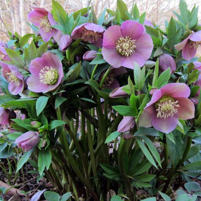 Helleborus spp. Assorted