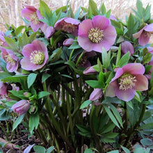 Load image into Gallery viewer, Helleborus spp. Assorted
