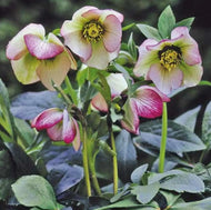 Helleborus orientalis Pink