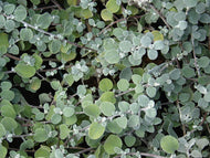 Helichrysum petiolare Licorice Plant