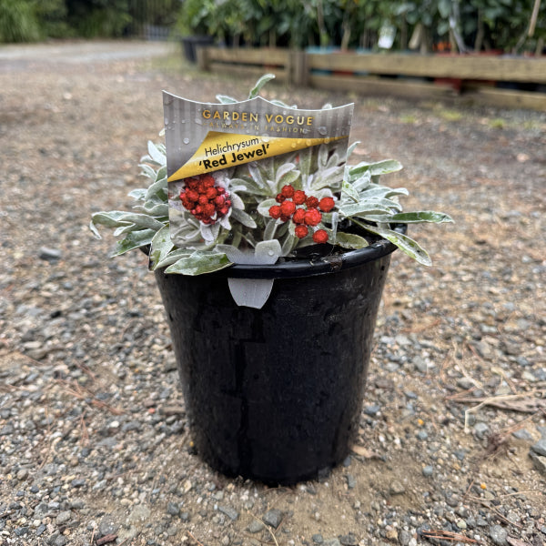 Helichrysum Red Jewel