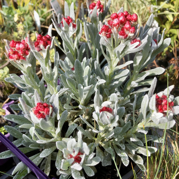 Helichrysum Red Jewel