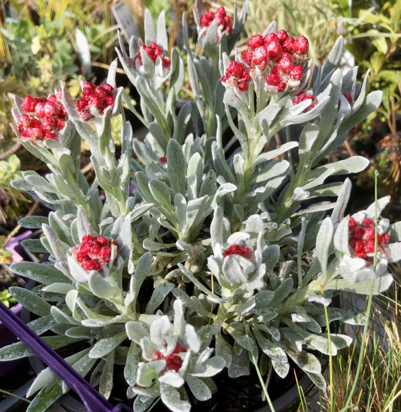 Helichrysum Red Jewel