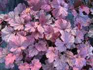 Heuchera Berry Smoothie