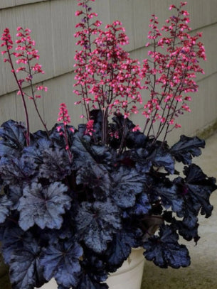 Heuchera Black Taffeta