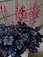 Heuchera Black Taffeta