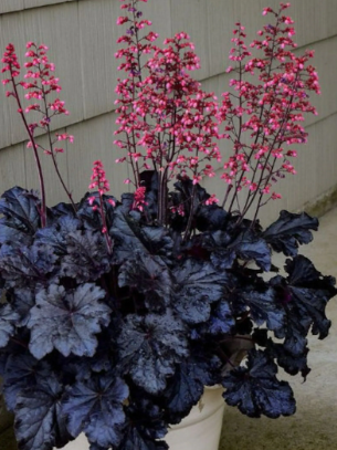 Heuchera Black Taffeta