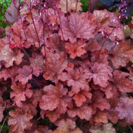 Heuchera Coralberry