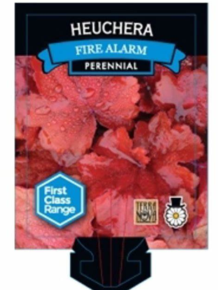 Heuchera Fire Alarm