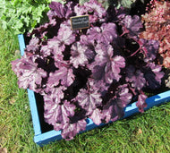 Heuchera Forever Purple