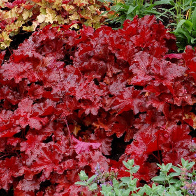Heuchera Forever Red