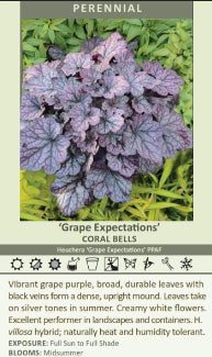 Heuchera Grape Expectations