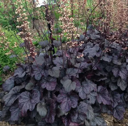 Heuchera Grape Expectations