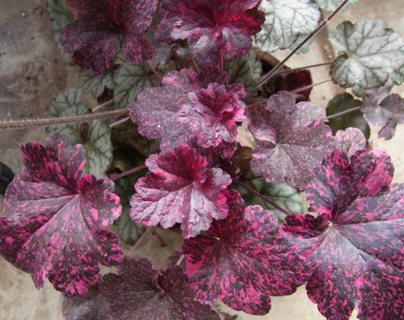 Heuchera Midnight Rose
