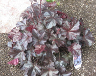 Heuchera Obsidian