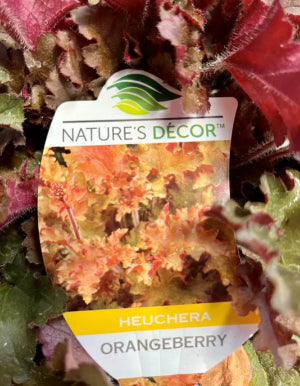 Heuchera Orange Berry