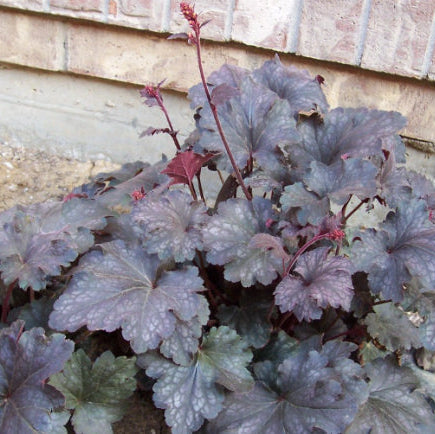 Heuchera Palace Purple