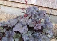 Heuchera Palace Purple