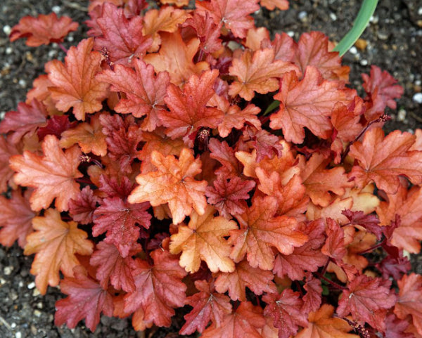 Heuchera Peach Flambe