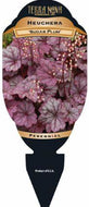 Heuchera Sugar Plum