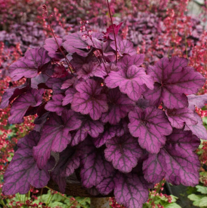 Heuchera Wild Rose