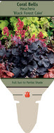 Heuchera Black Forest Cake