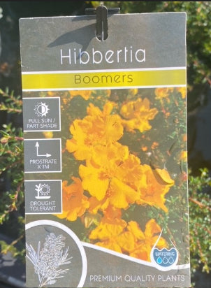 Hibbertia pedunculata Boomers