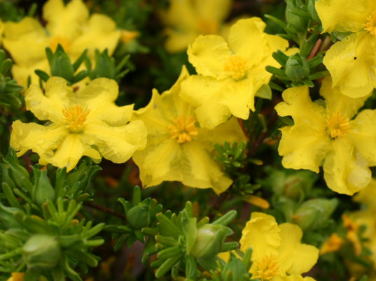 Hibbertia Golden Sunburst