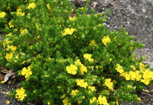 Load image into Gallery viewer, Hibbertia Golden Sunburst

