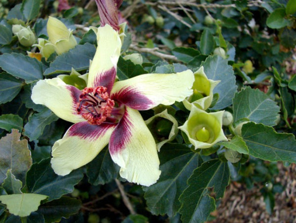 Hibiscus insularis