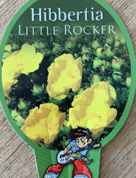 Hibbertia Little Rocker