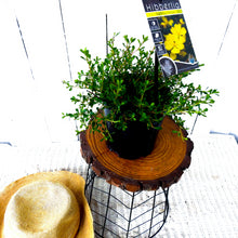 Load image into Gallery viewer, Hibbertia obtusifolia
